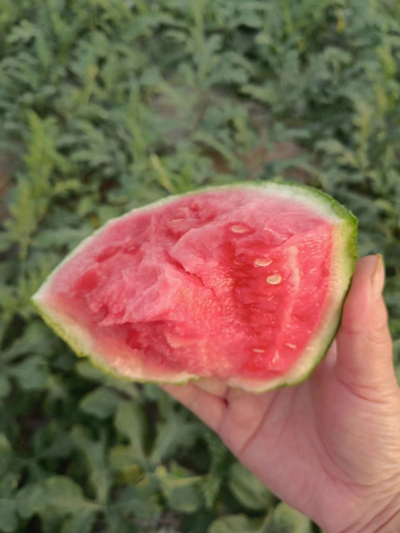精品硒砂瓜石头瓜大量现货对接全国欢迎电联