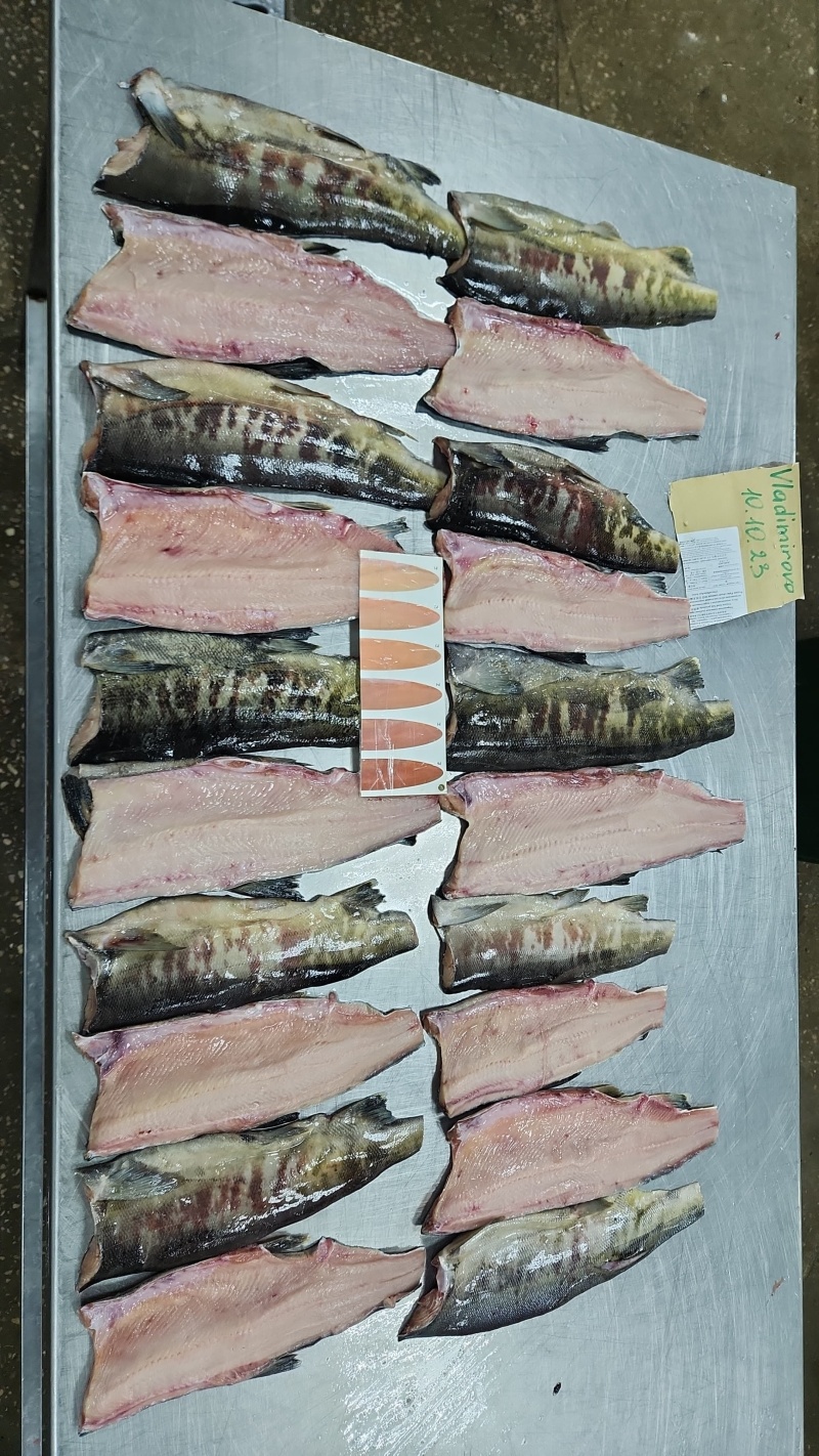 鲑鱼