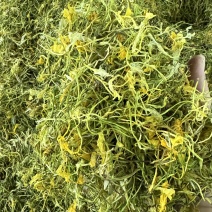 金银花产新季