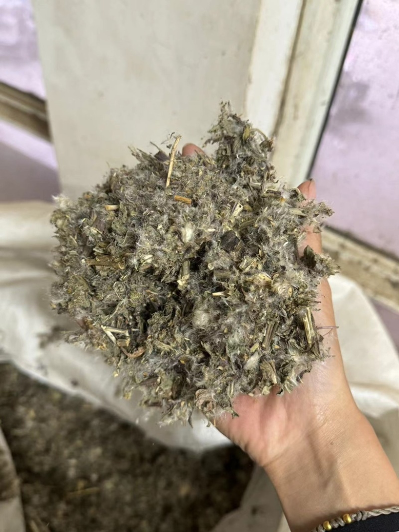大蓟药用大蓟正品无硫实拍货现货发货前过筛