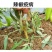 宝灵绿沐25%甲霜霜脲氰辣椒疫病甲霜灵霜脲氰像霜霉病杀菌
