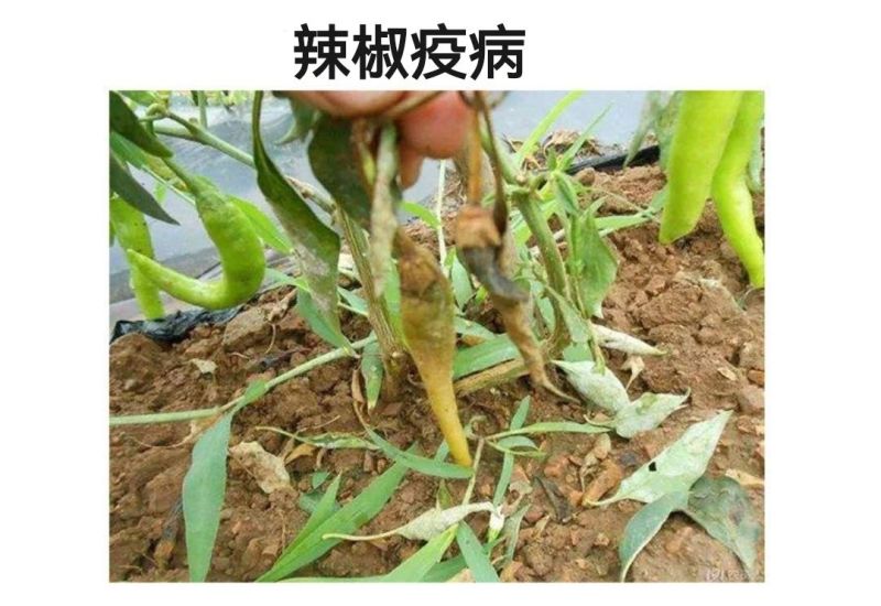 宝灵绿沐25%甲霜霜脲氰辣椒疫病甲霜灵霜脲氰像霜霉病杀菌