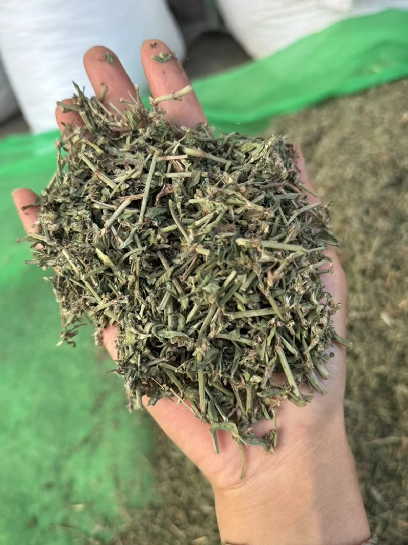 萹蓄干货萹蓄实拍现货过筛货发货实物图