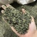 浮萍保庆药业现货干货浮萍实物拍摄发货如图