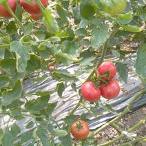 草莓铁皮西红柿