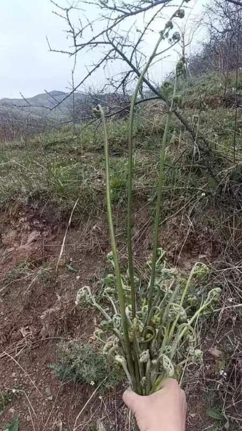 新鲜晒干甘南野生蕨菜