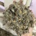 大蓟干货大蓟实拍图发货如图现货保庆药业