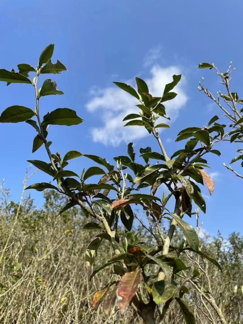 2011年普洱茶冰岛生茶饼百年老树茶内里内外均是一口料