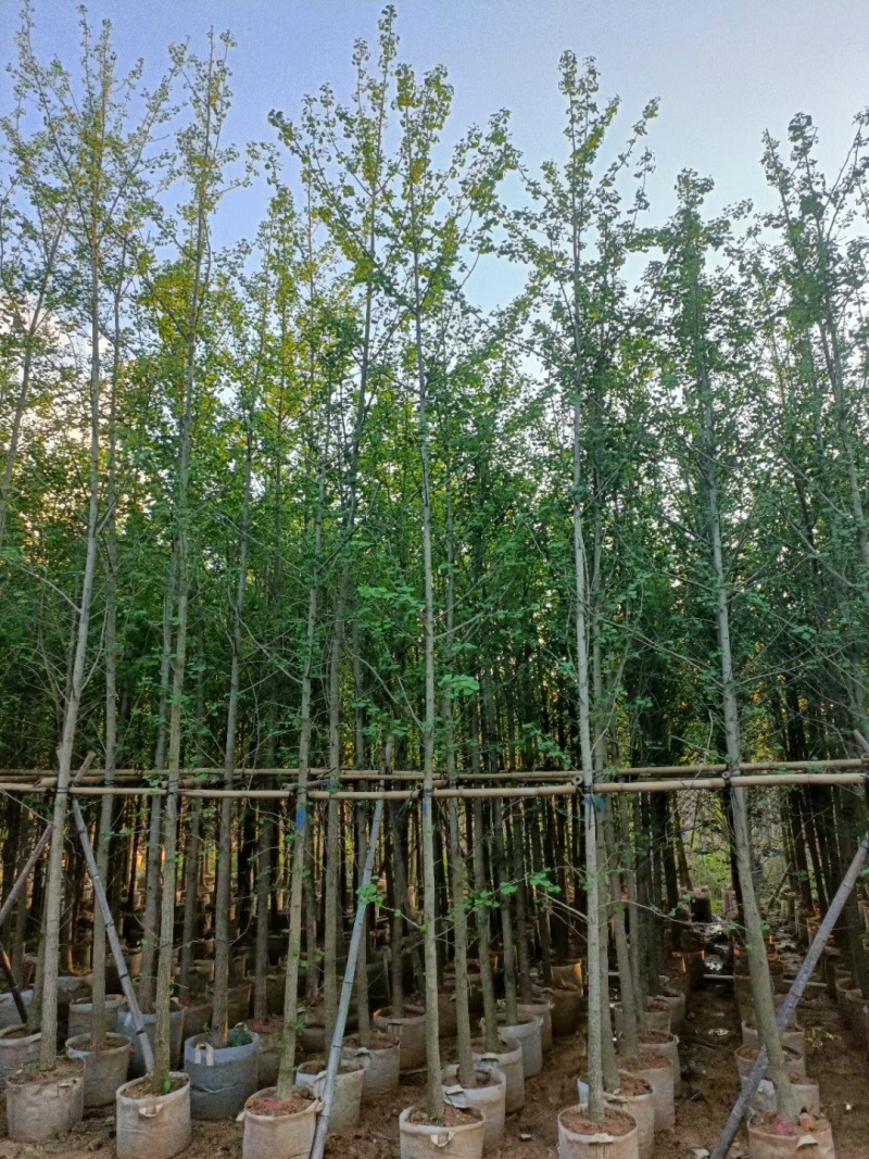 银杏3至10公分，普宁产地
