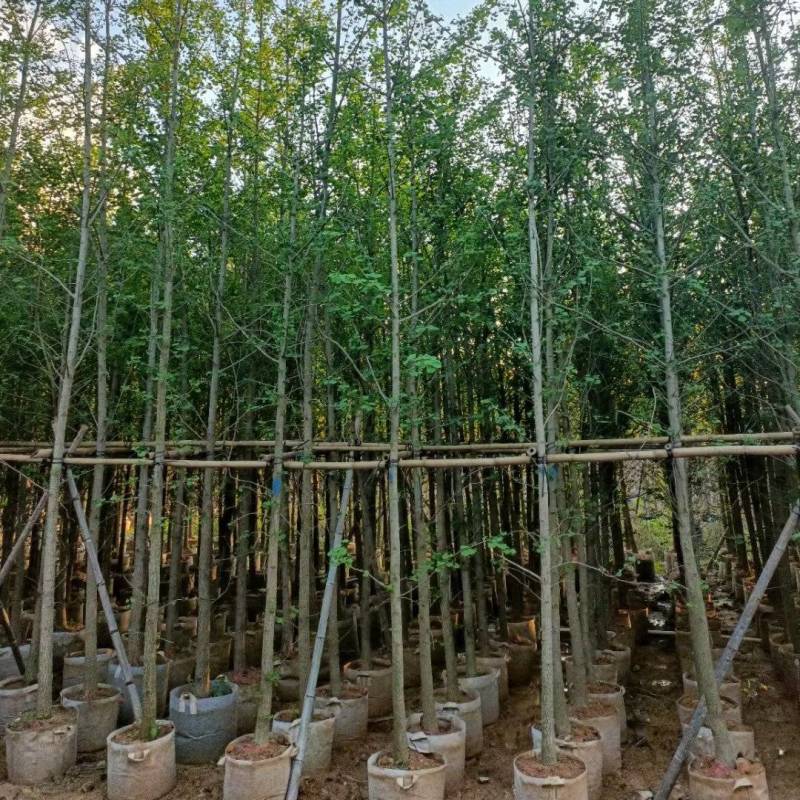 银杏3至10公分，普宁产地