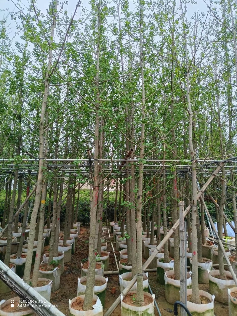 银杏3至10公分，普宁产地