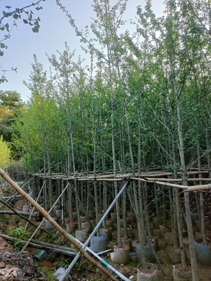 银杏3至10公分，普宁产地