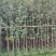 银杏3至10公分，普宁产地