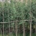 银杏3至10公分，普宁产地