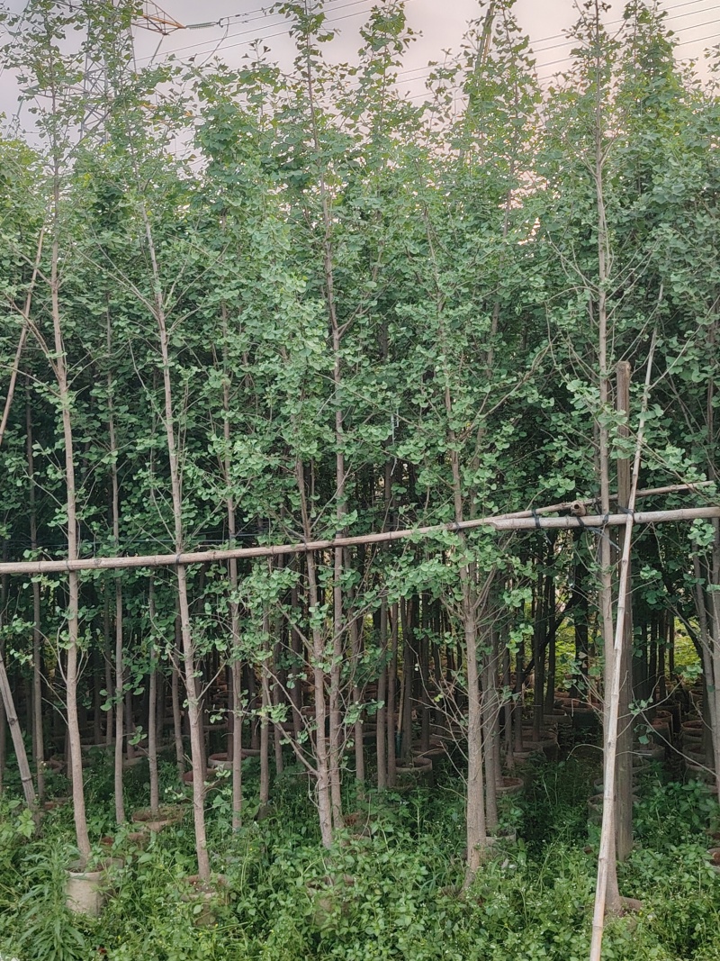 银杏3至10公分，普宁产地