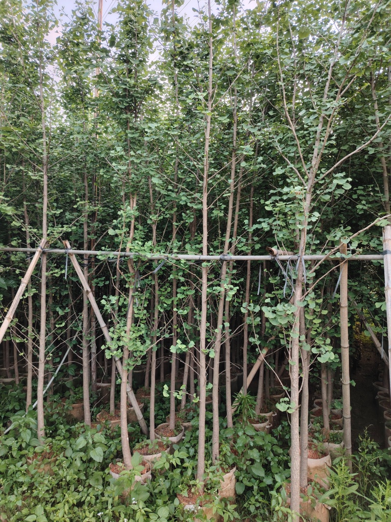 银杏3至10公分，普宁产地