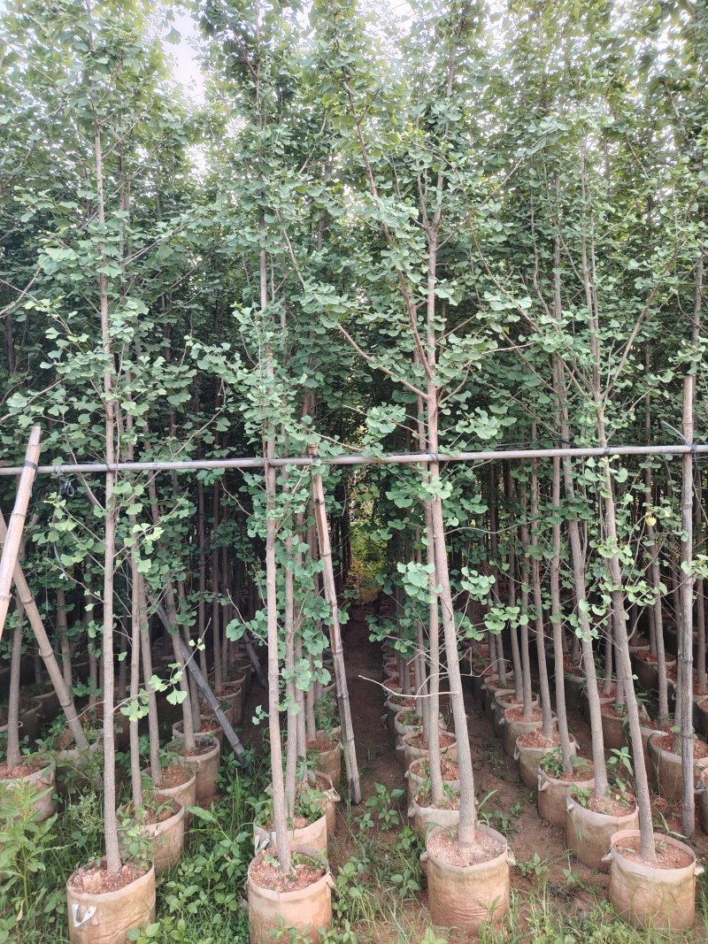 银杏3至10公分，普宁产地