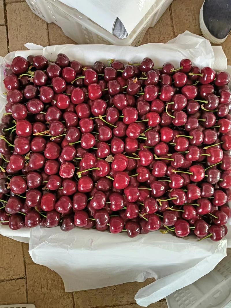 陕西大荔县大樱桃上市，美早，红灯，布鲁克斯，爱马仕等大量有货
