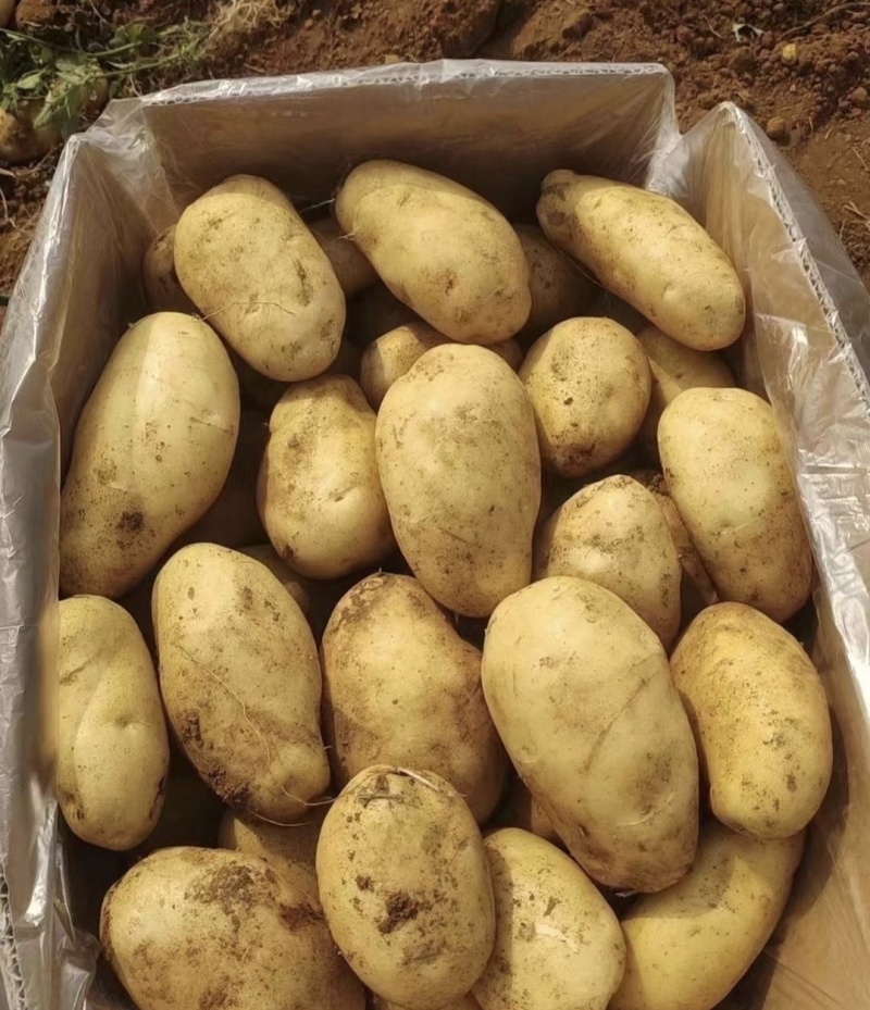 湖北土豆黄心土豆产地一手货源量大从优全国发货欢迎联