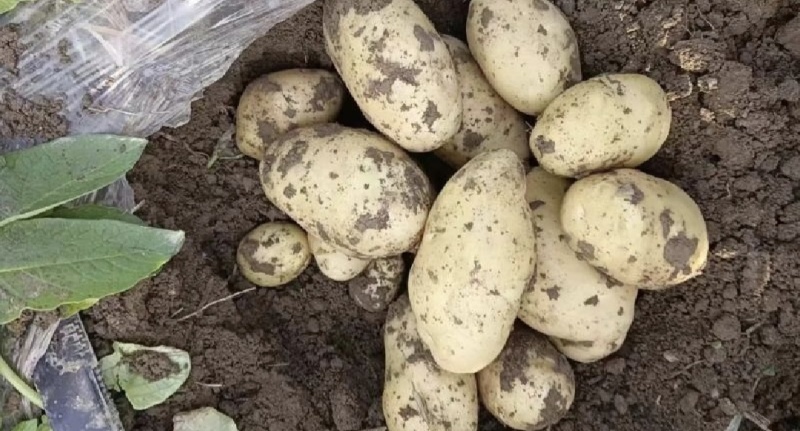 湖北土豆黄心土豆产地一手货源量大从优全国发货欢迎联
