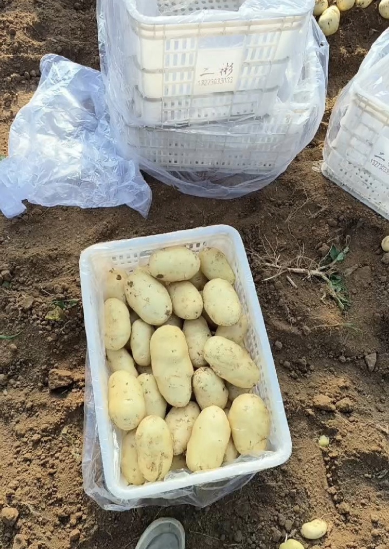 湖北土豆黄心土豆产地一手货源量大从优全国发货欢迎联