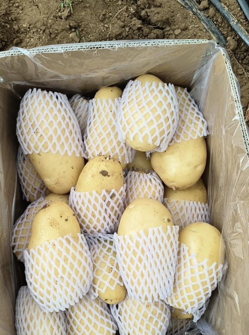 湖北土豆黄心土豆产地一手货源量大从优全国发货欢迎联
