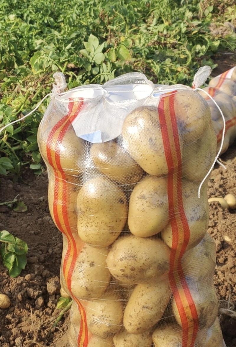 湖北土豆黄心土豆产地一手货源量大从优全国发货欢迎联
