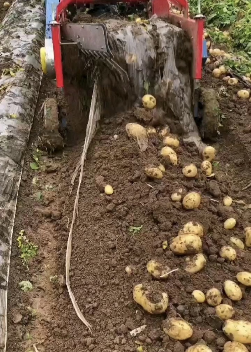 湖北土豆黄心土豆产地一手货源量大从优全国发货欢迎联