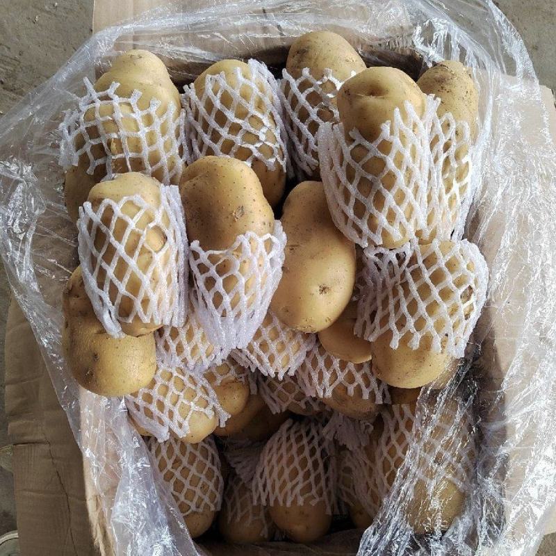 湖北土豆黄心土豆产地一手货源量大从优全国发货欢迎联