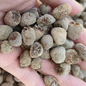 大瑶山高山优质掌叶覆盆子干货中药材大量供应，欢迎采购