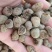 大瑶山高山优质掌叶覆盆子干货中药材大量供应，欢迎采购