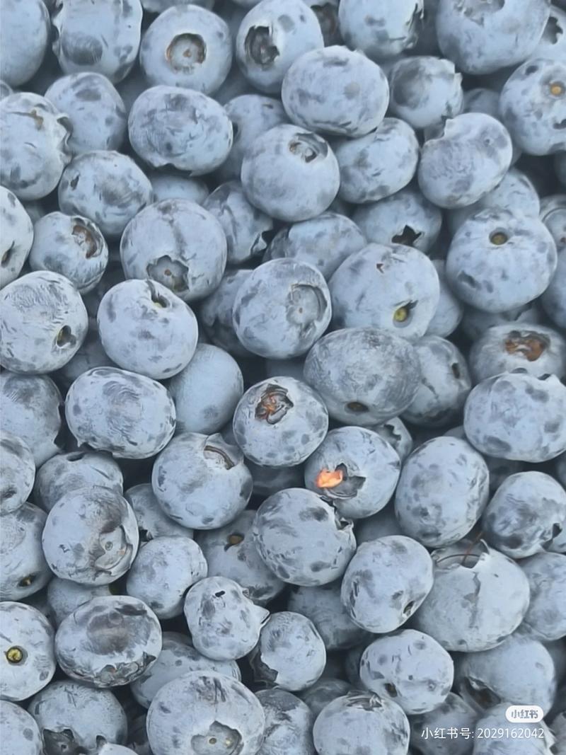 四川凉山蓝莓