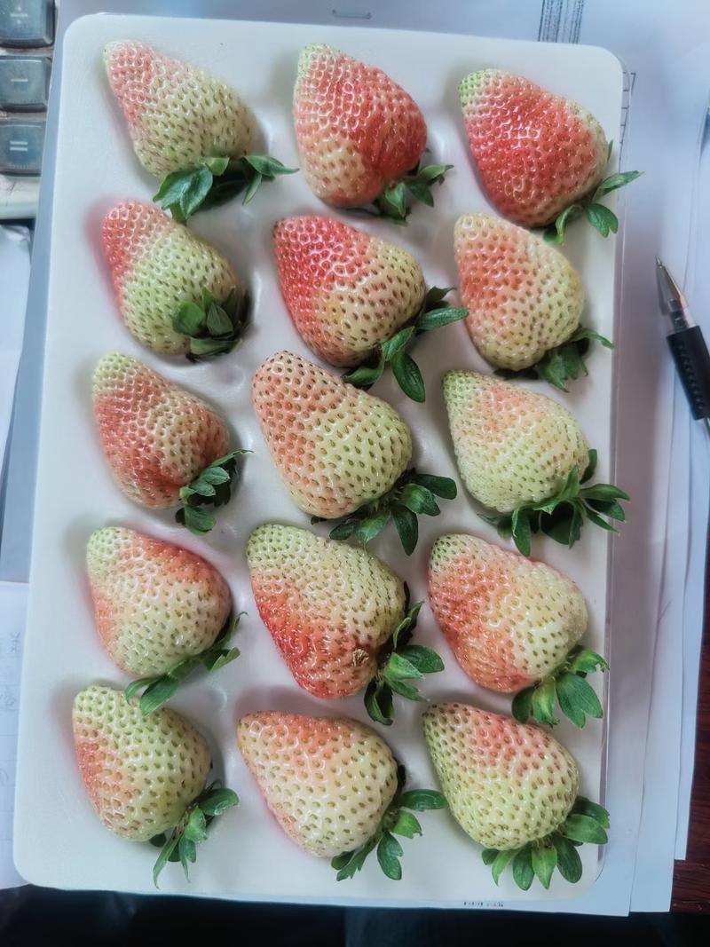 云南草莓