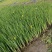 黄花鸢尾黄菖蒲水生植物绿化工程用苗盆栽荷花基地直发
