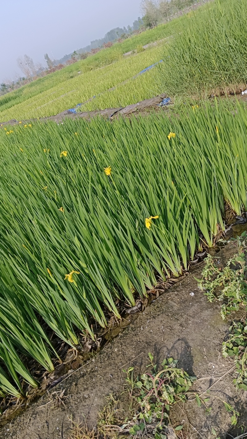 黄花鸢尾黄菖蒲水生植物绿化工程用苗盆栽荷花基地直发