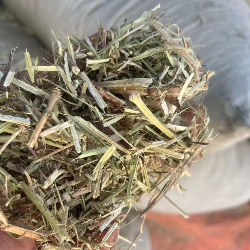 静雯牧草花生秧牛羊草饲料无土无地膜无霉变