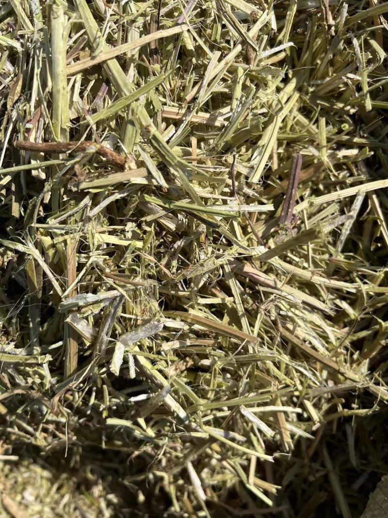 静雯牧草花生秧牛羊草饲料无土无地膜无霉变