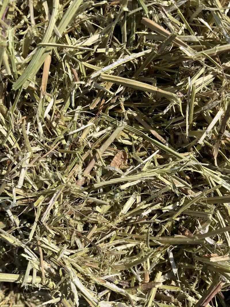 静雯牧草花生秧牛羊草饲料无土无地膜无霉变