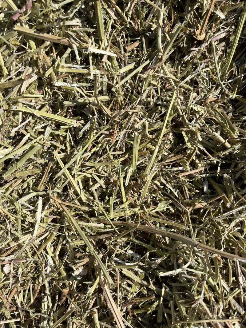 静雯牧草花生秧牛羊草饲料无土无地膜无霉变