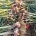 紫皮大蒜鲜蒜个头大均匀质量好价格低并有专业团队为你服务