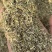 静雯牧草牛羊草饲料花生秧叶粉