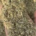 静雯牧草牛羊草饲料花生秧叶粉