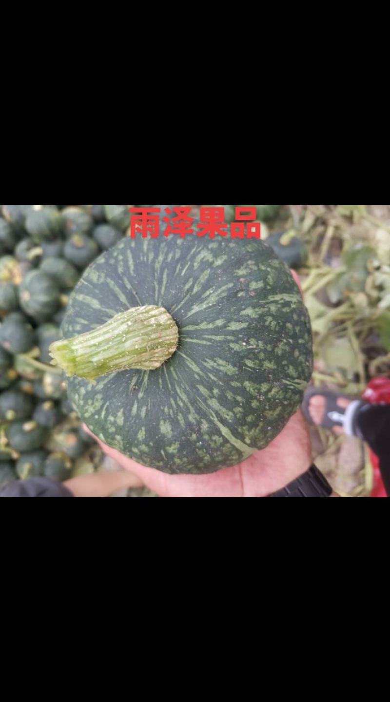 【推荐】板栗南瓜.贝贝.银栗.铁球.黄金瓜大量上市中