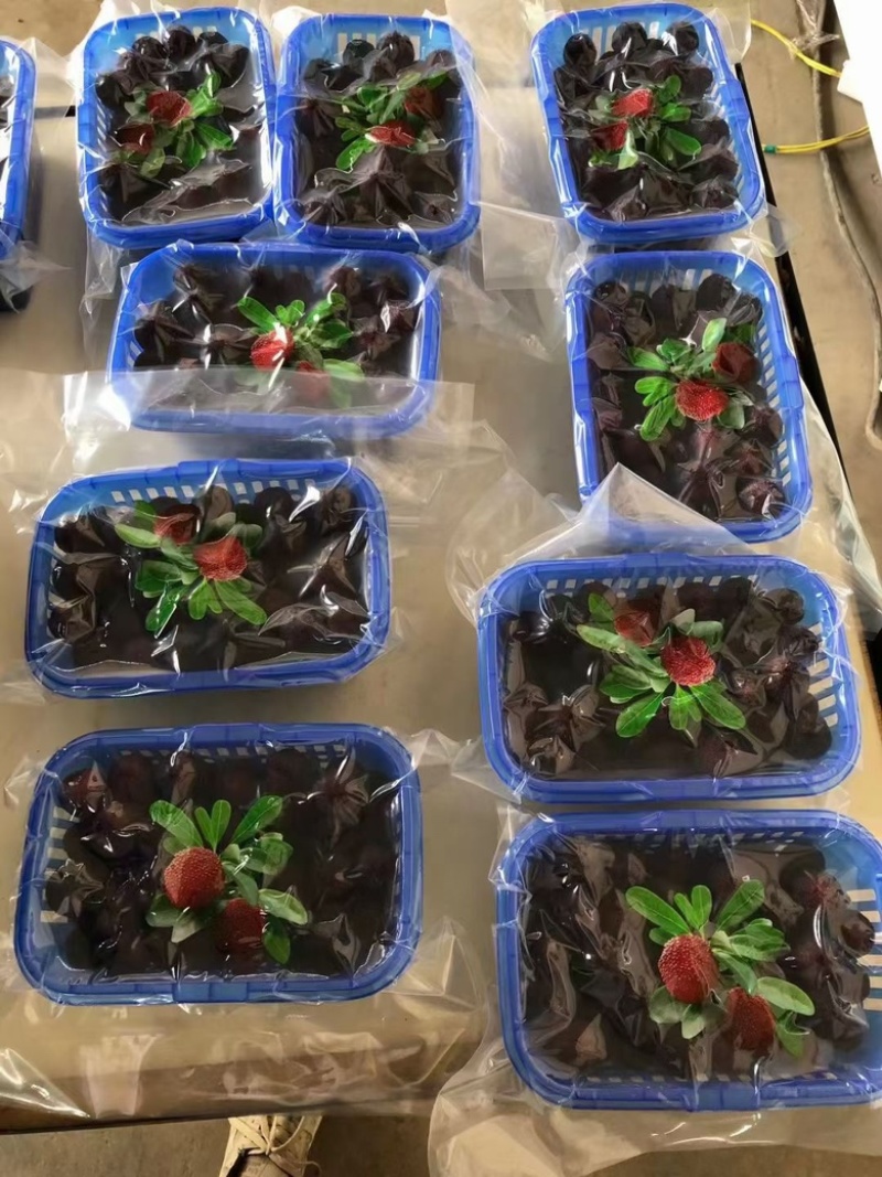 杨梅。早梅中梅荸荠梅硬丝东魁