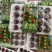 杨梅。早梅中梅荸荠梅硬丝东魁