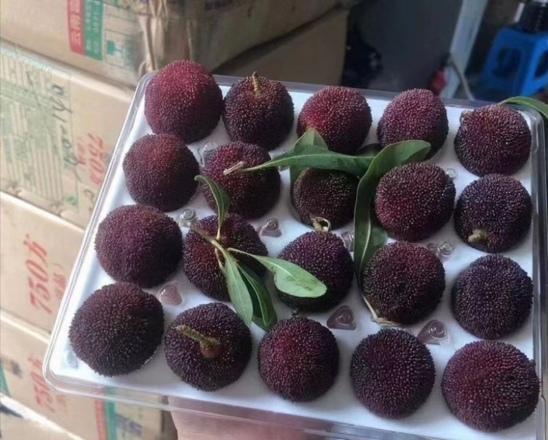 杨梅。早梅中梅荸荠梅硬丝东魁