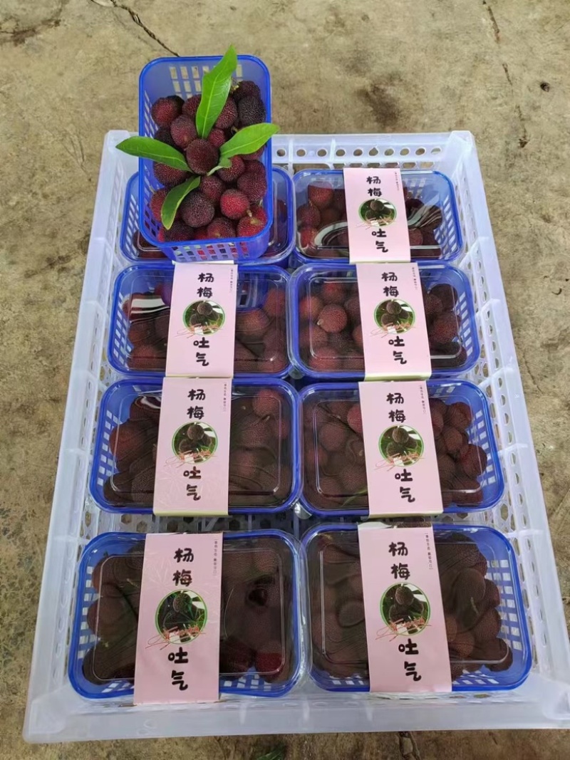 杨梅。早梅中梅荸荠梅硬丝东魁