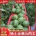 《全美2K西瓜》砀山2K西瓜/礼品西瓜/手剥西瓜/冰淇淋西瓜
