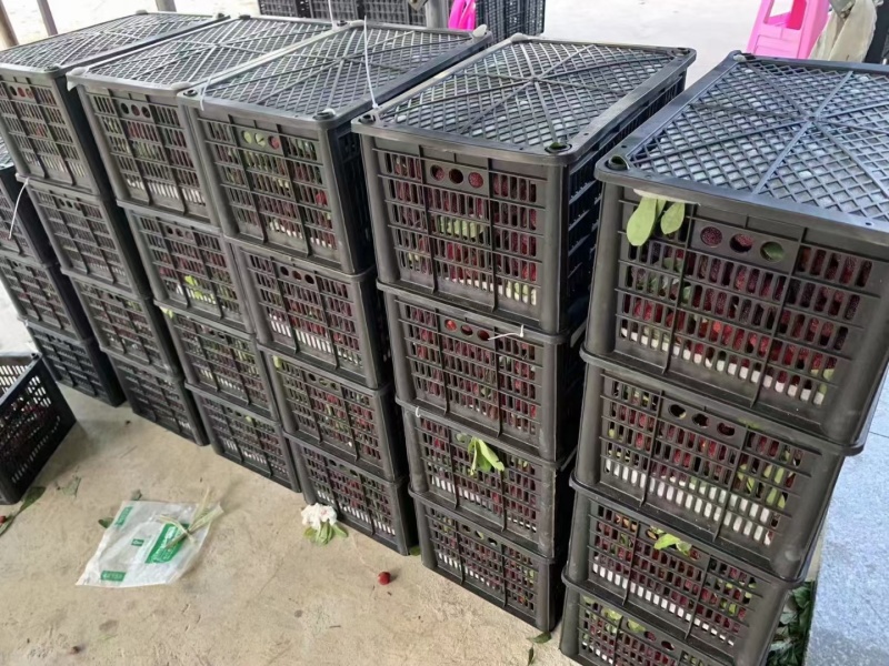 广东杨梅硬丝杨梅红杨梅乌丝梅大粒梅即将上市