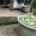 野生莓茶
